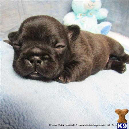 umpquavalleykennels Picture 2